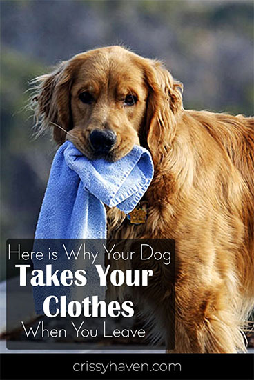 how do i stop my puppy from pulling on my clothes